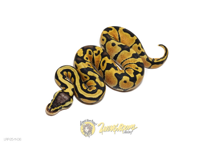 Pastel Het Puzzle 50% Het Clown