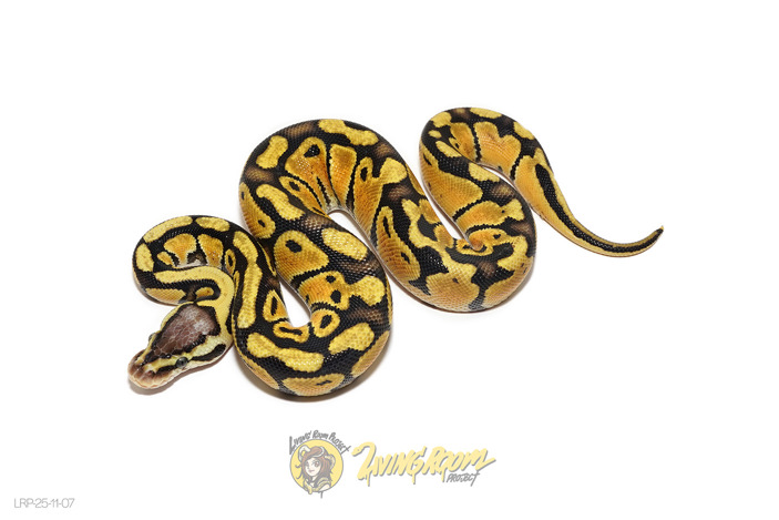 Pastel Het Puzzle 50% Het Clown