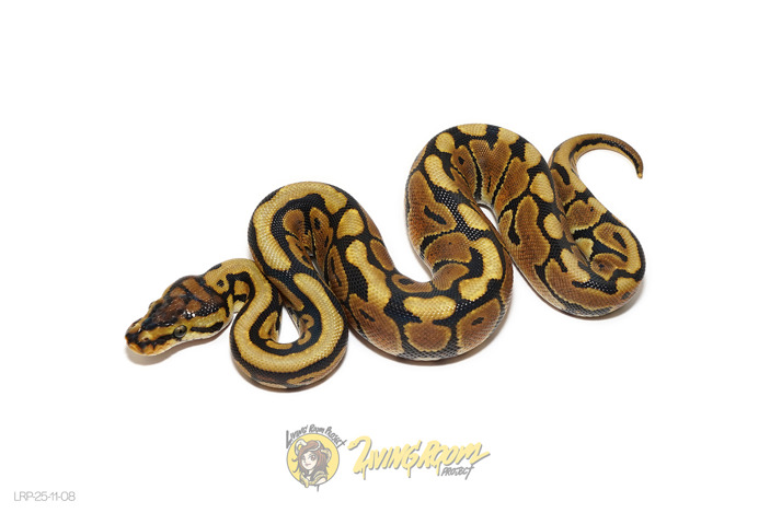 Spotnose Het Puzzle 50% Het Clown