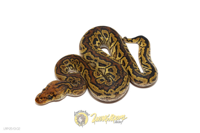 Spotnose Bongo Clown (KINK TAIL)