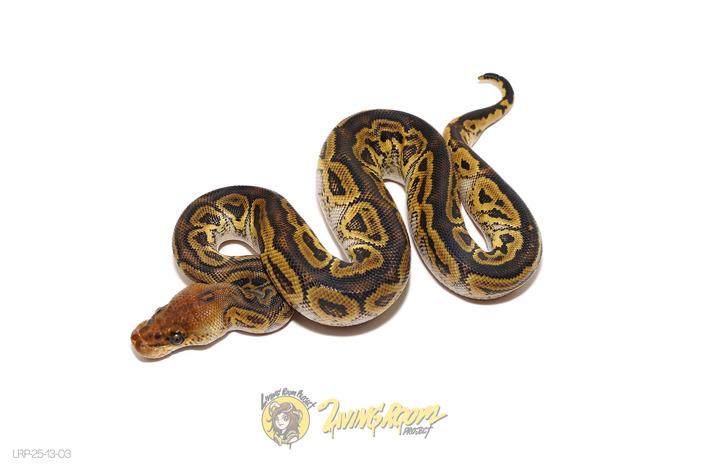 Bongo Clown (Small Wobble*)