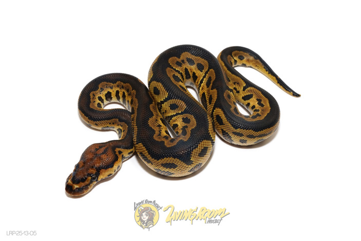 Clown (Shark Mouth*)