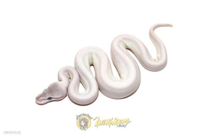 Super Mojave (Enchi) (Leopard) (Fire) (YB) Het Hypo