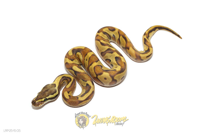 Enchi Mojave Fire (YB) Het Hypo
