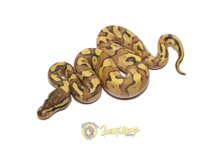 Enchi Mojave Fire Het Hypo