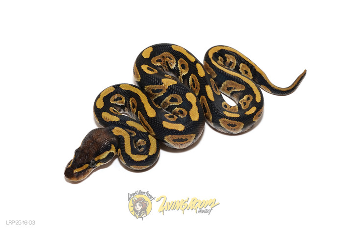 NR Mandarin Phantom Het Pied 66% Hypo