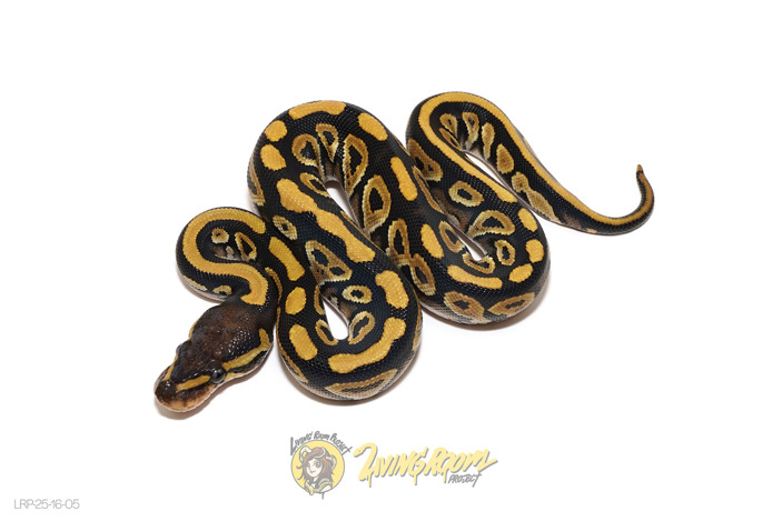 Phantom Het Pied 66% Hypo