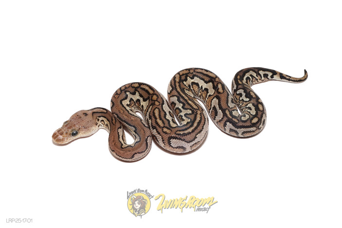 Cinnamon Spotnose YB Clown
