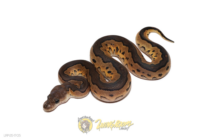 Cinnamon Clown