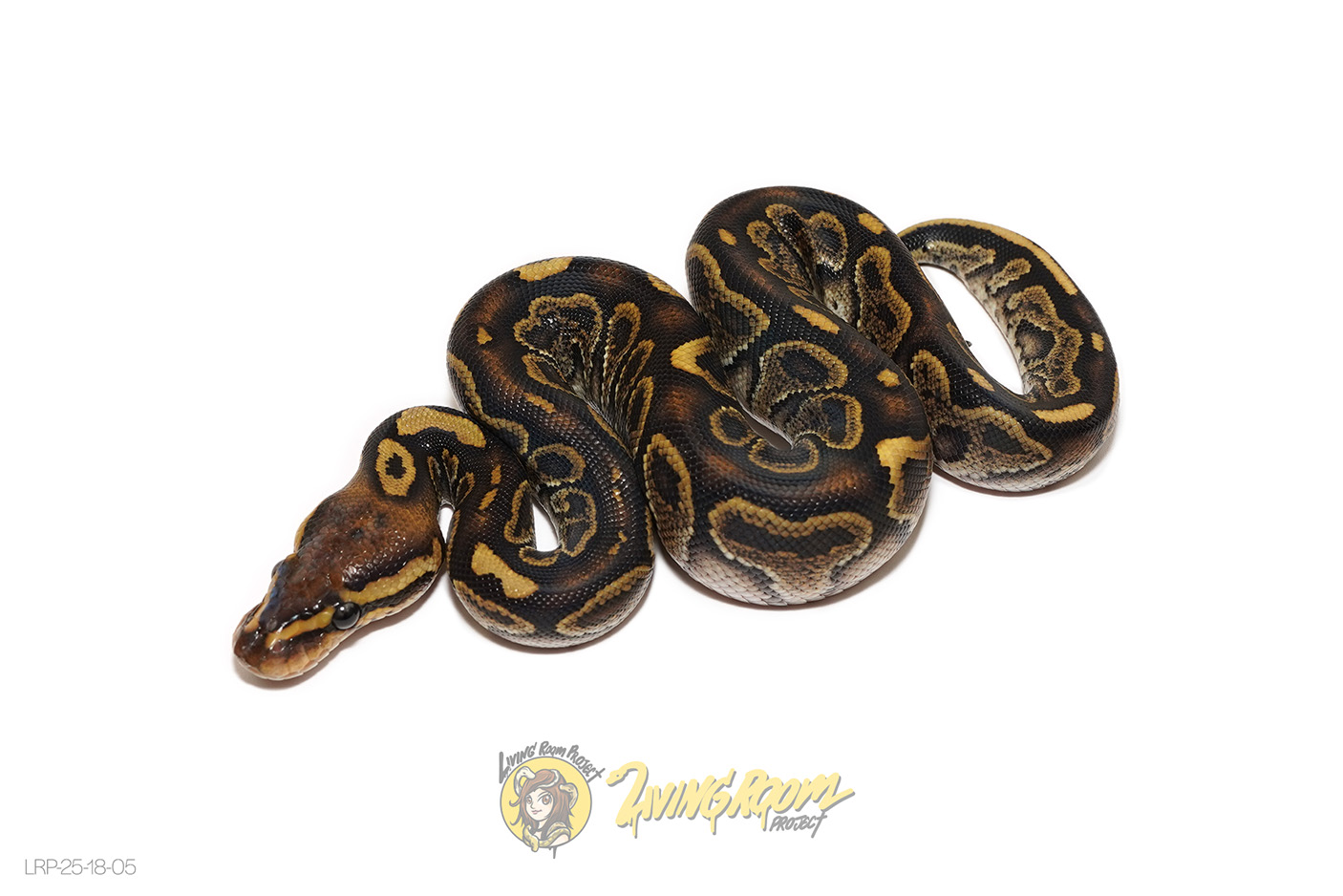 Nanny Chocolate Special Het Clown