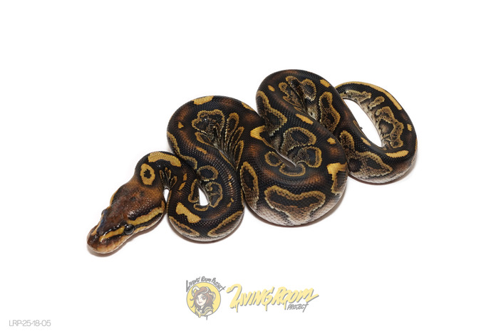 Nanny Chocolate Special Het Clown
