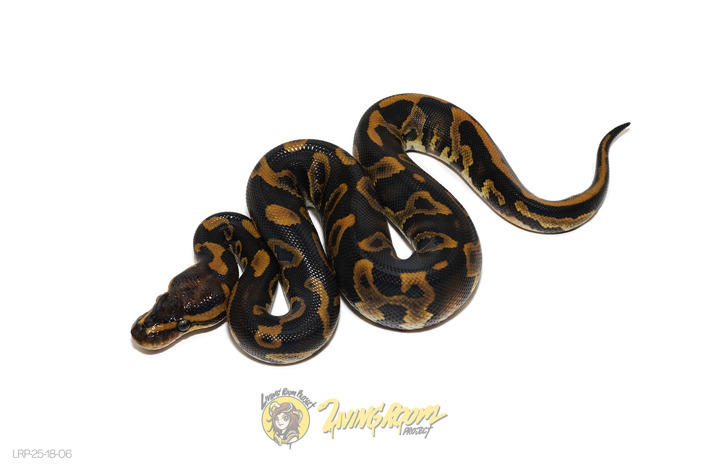 Leopard Chocolate Het Clown