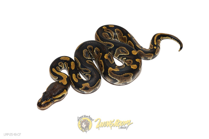 Chocolate Het Clown