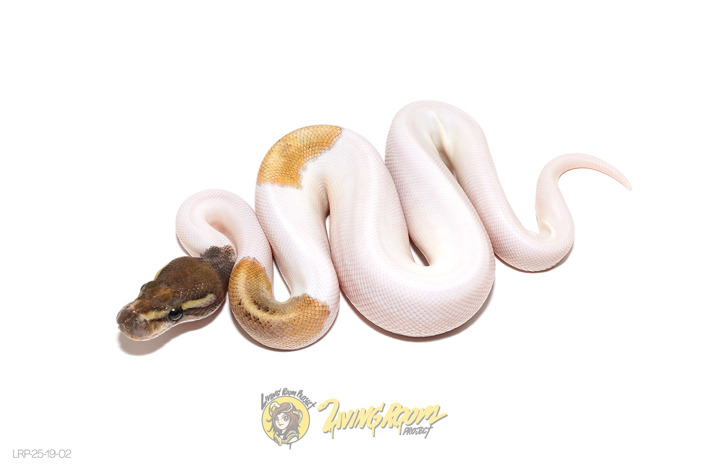 Mojave OD (Pos YB) Pied