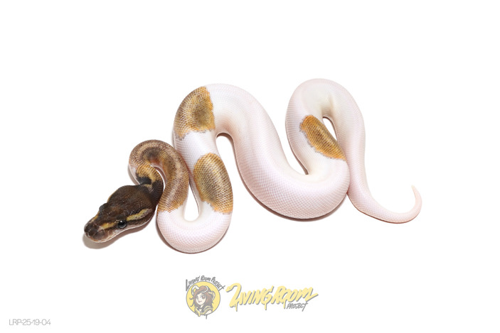Mojave Piebald