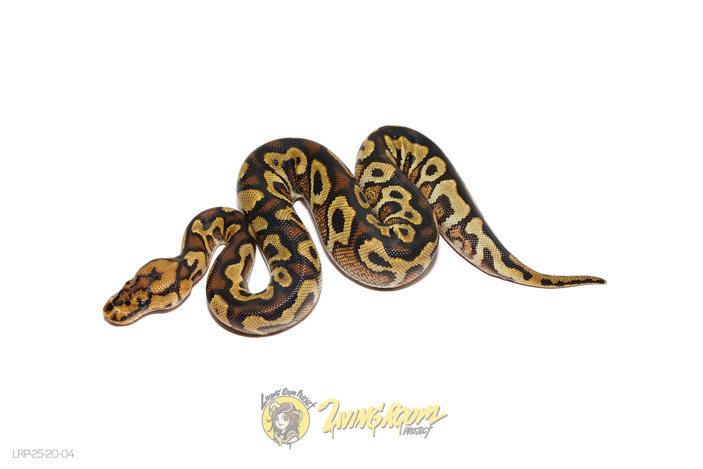 Redstripe Spotnose YB Clown