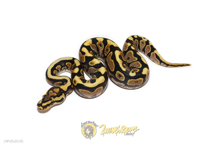 Lace Spotnose YB (Pos Redstripe) Het Clown