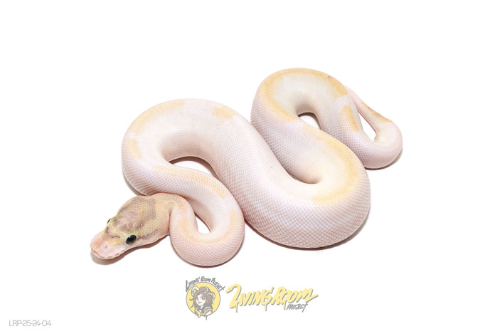 (OD) Ivory Pied