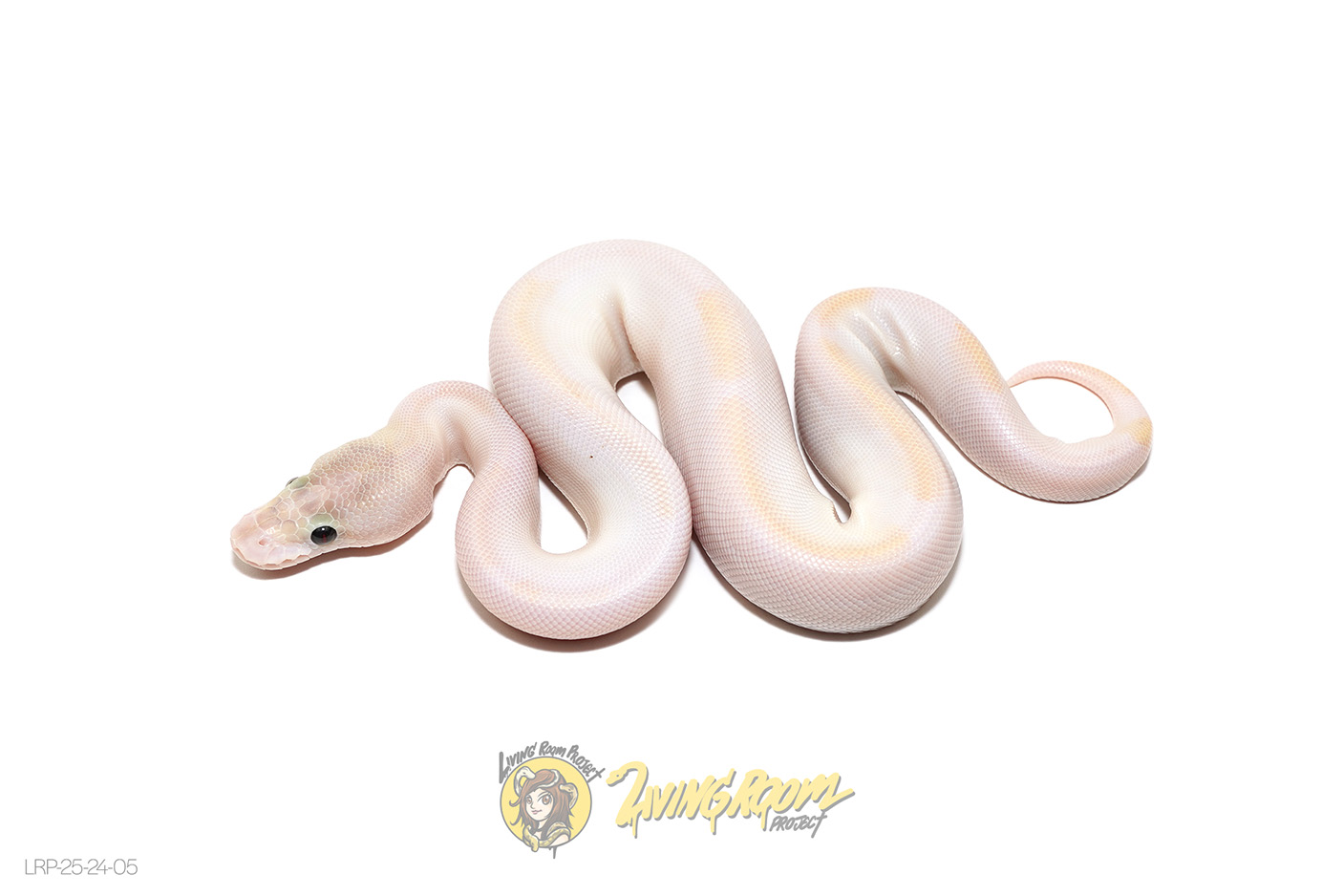 (OD) Ivory Pied