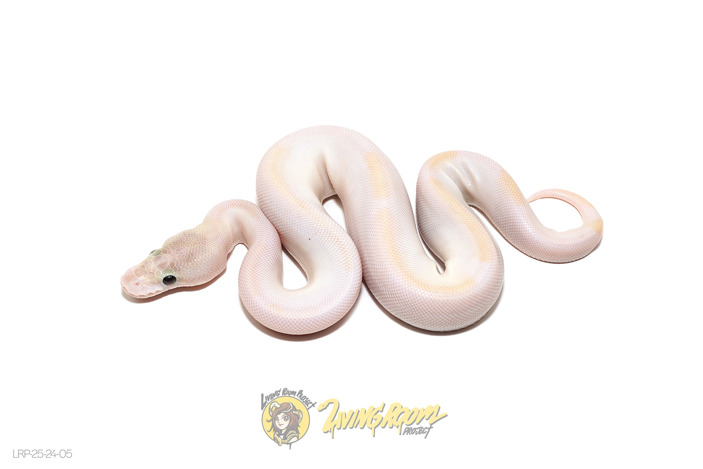 (OD) Ivory Pied
