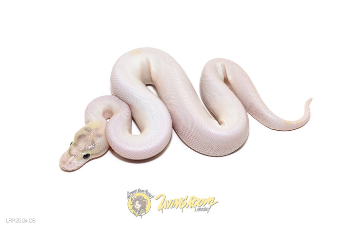 (OD) Ivory Pied