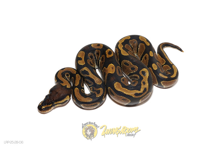 TH Hypo Pied Sunset