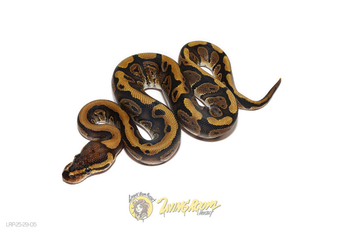 Redstripe Het Clown