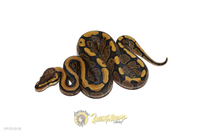 Redstripe Het Clown