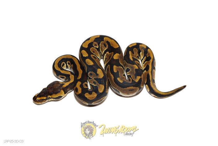 Leopard Russo Het Clown