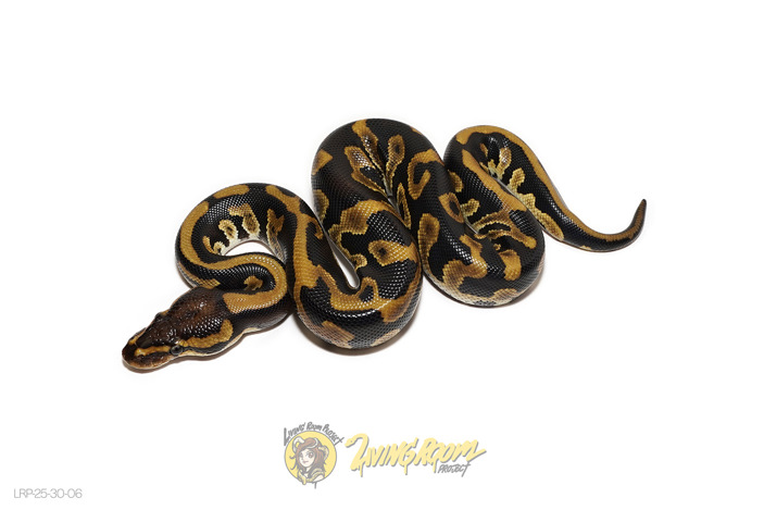 Leopard Chocolate Het Clown