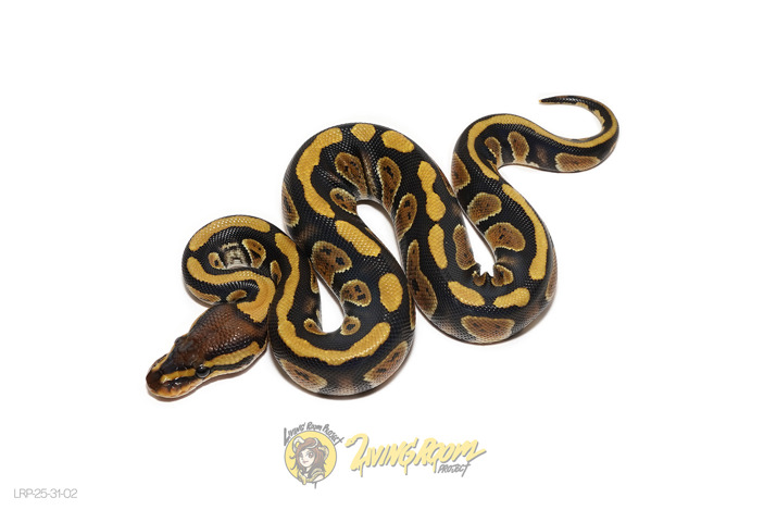Stranger Dbl Het Hypo Clown