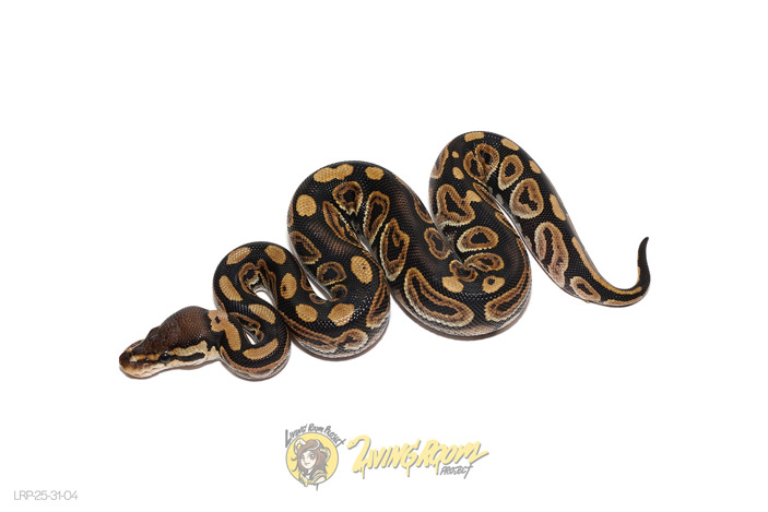 Black Pastel DH Hypo Clown