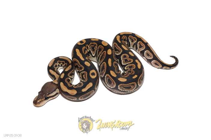 Black Pastel DH Hypo Clown