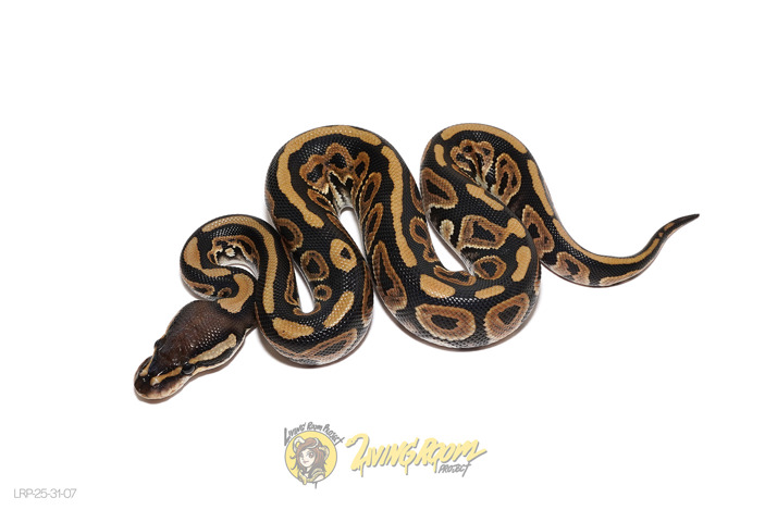 Black Pastel DH Hypo Clown