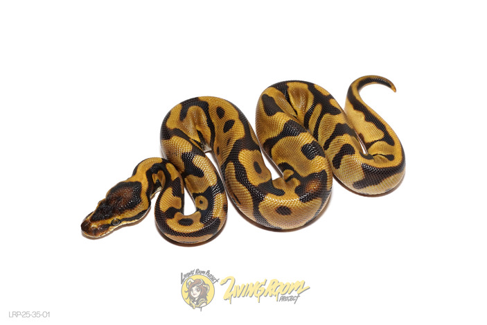 Leopard Enchi YB DH DG Monarch