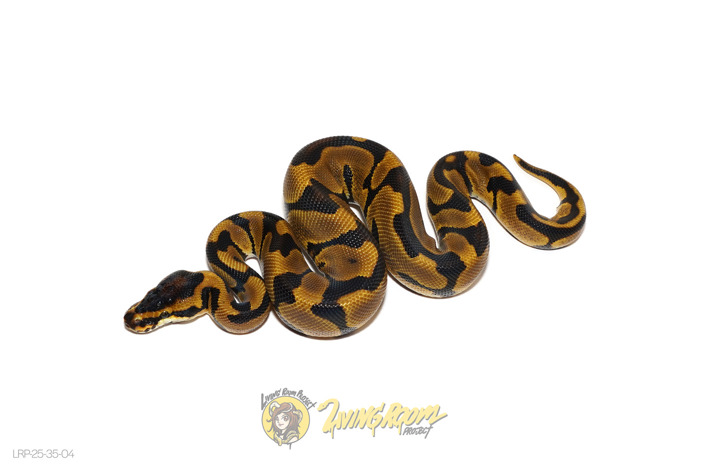 Leopard Enchi DH DG Monarch