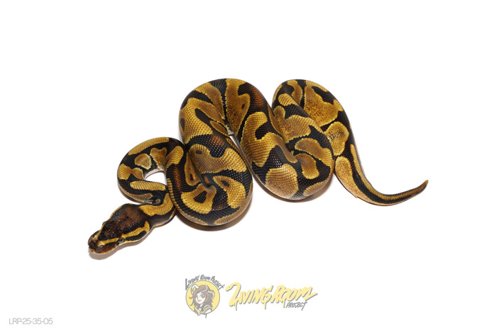 Enchi YB DH DG Monarch