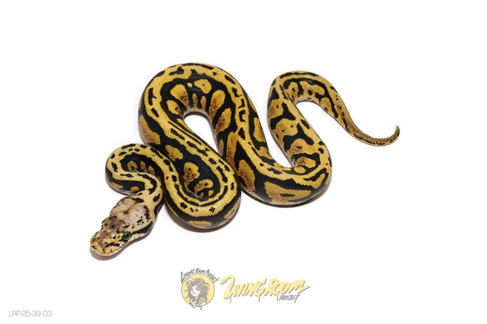Confusion Pastel Het Tri-Stripe