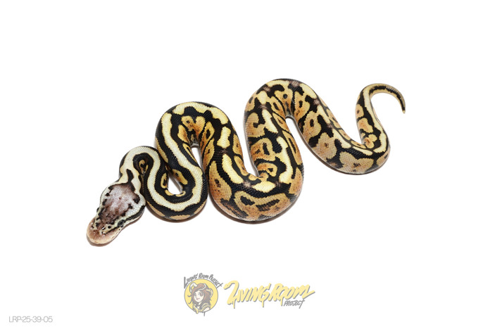 Spotnose Pastel Het Tri-Stripe