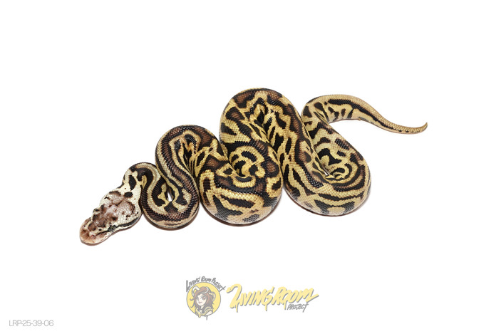 Spotnose Leopard Pastel Het Tri-Stripe