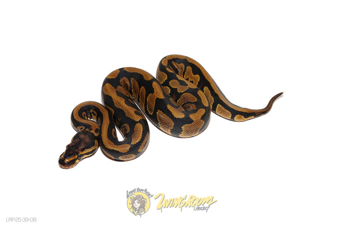 Spotnose Het Tri-Stripe