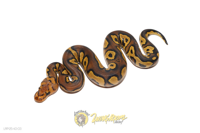 Super Chocolate Clown Het Hypo