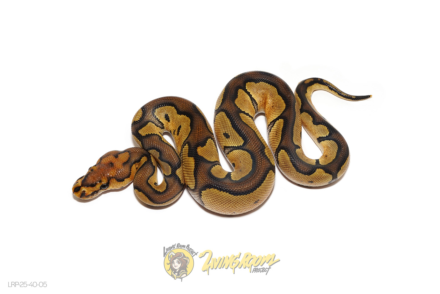 Chocolate Clown Het Hypo