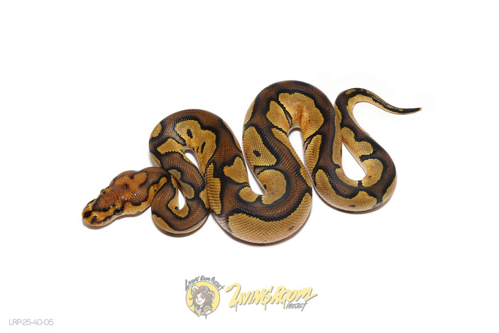 Chocolate Clown Het Hypo