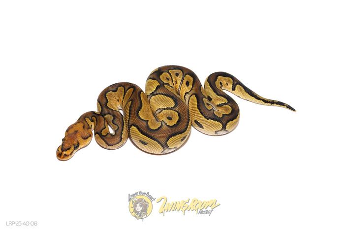 Chocolate Clown Het Hypo