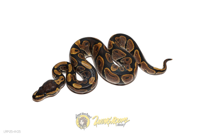 Calico Het 66% Paint 50% Clown