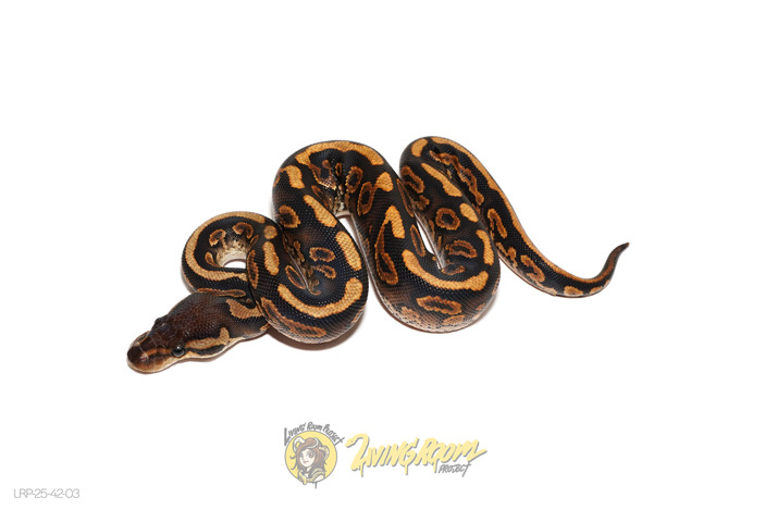 Huffman or Black Pastel Redstripe YB Het Clown
