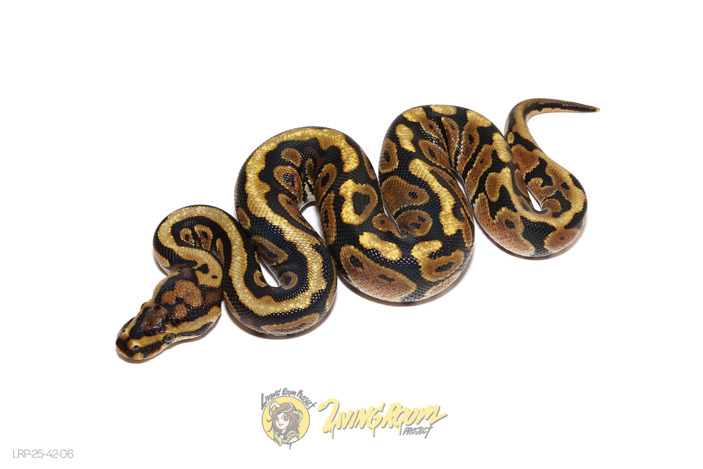 Spotnose Redstripe Het Clown