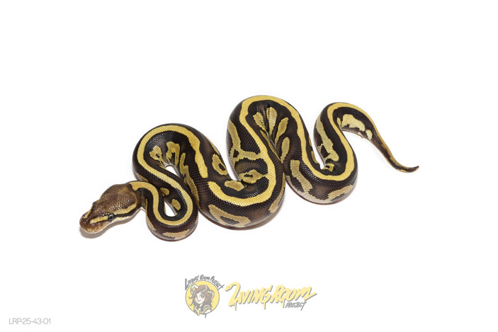 Leopard Mojave Fire YB DH VPI Axanthic DG