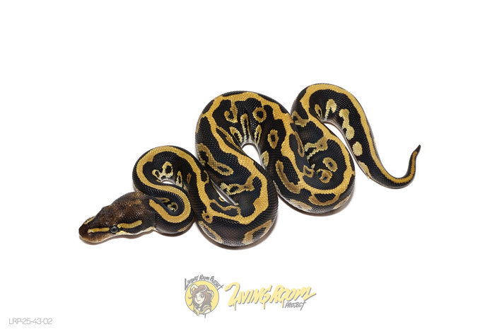 Leopard Mojave DH VPI Axanthic DG